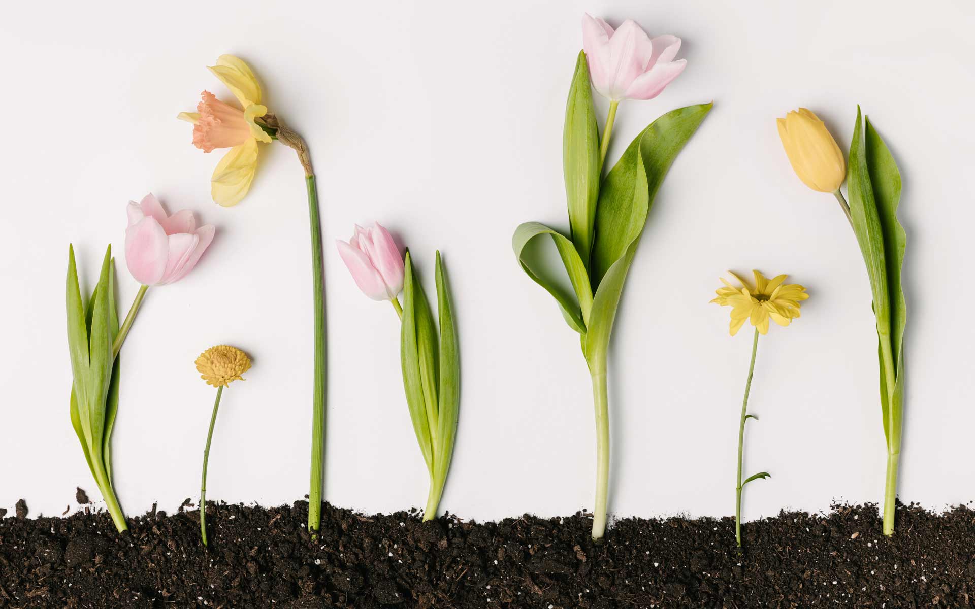 How can businesses and individuals best reach out to consumers during the new spring season? Luckily, we have five super springtime marketing ideas to get you started.